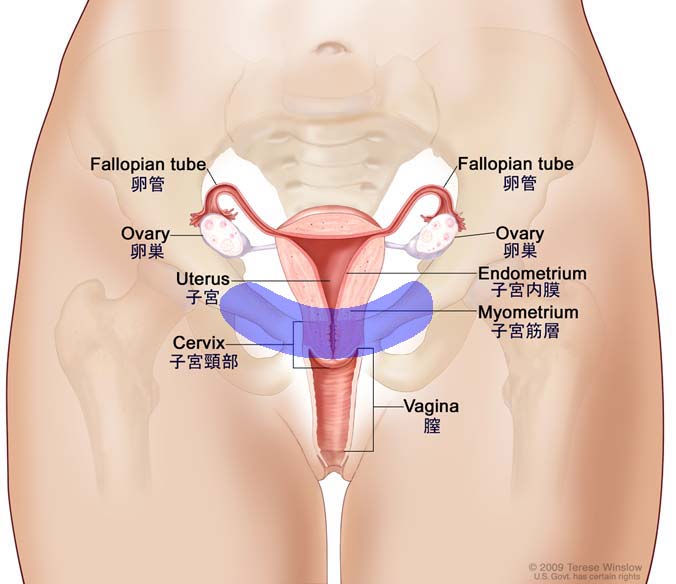 チクチク 下 妊娠 初期 腹部