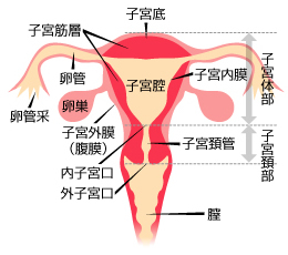 図解 子宮内部の構造 各組織の位置 名称 機能を解説